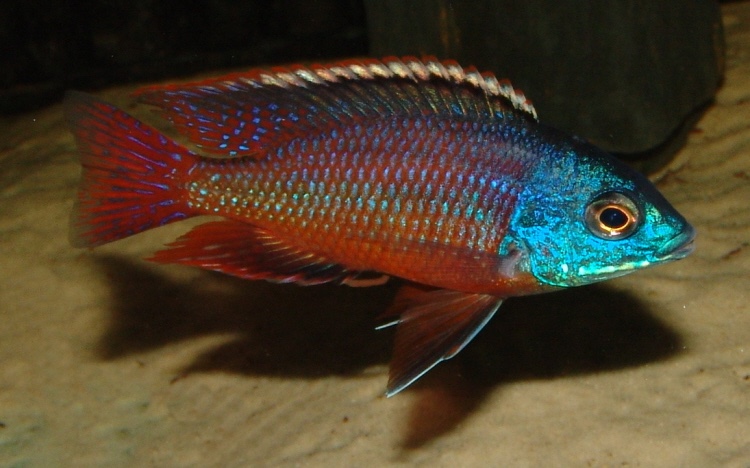 Protomelas taeniolatus 'Namalenje Island'